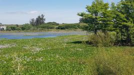 Campos y Fracciones en Punta del Este (Laguna del Sauce)
