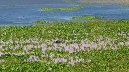 Campos y Fracciones en Punta del Este (Laguna del Sauce)