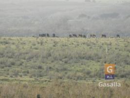 Campos y Fracciones en Punta del Este (Ruta Interbalnearia)