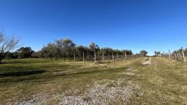 Chacras Con Casa Vinedo y Olivos Ref.7334