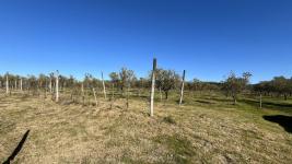 Chacras Con Casa Vinedo y Olivos Ref.7334