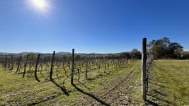 Chacras Con Casa Vinedo y Olivos Ref.7334