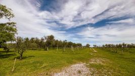 Chacras Con Casa Vinedo y Olivos Ref.7334