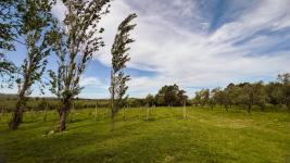 Chacras Con Casa Vinedo y Olivos Ref.7334