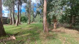Terreno en Punta del Este (El Tesoro) Ref. 7029