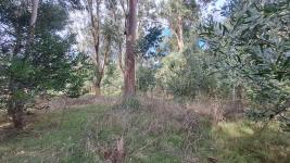Terreno en Punta del Este (El Tesoro) Ref. 7030