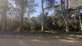 Terreno en Punta del Este (Sauce de Portezuelo) Ref. 6697